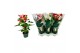 Anthurium andr. mix 4 kleuren Anthurium mix 12cm 4 kleuren5 bl. 