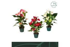 Anthurium andr. mix 4 kleuren Anthurium mix 14cm 4 kleuren5 bl.