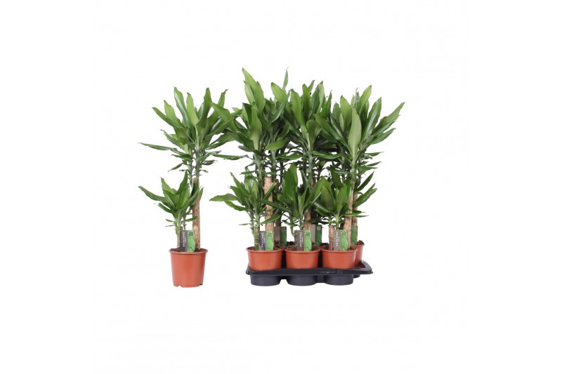 Dracaena fragr. steudneri 2 PP 