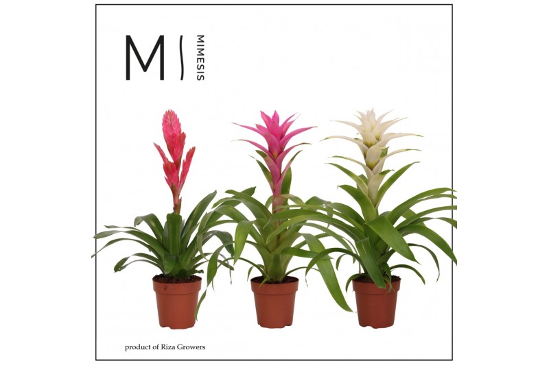 Bromelia mix Bromelia Charming - 12cm | Mimesis 