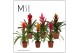 Bromelia mix Bromelia Classic - 12cm | Mimesis 