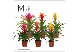 Bromelia mix Bromelia Cupcake - 12cm | Mimesis