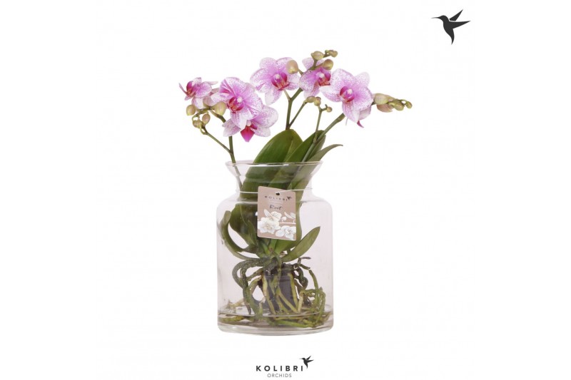 Phalaenopsis roze Kolibri Orchids Phalaenopsis Roots pink in glas stol 