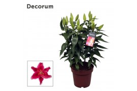 Lilium oriental starlight express Lillium Or. Starlight Express - 5pp5