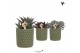 Succulenten mix Kolibri Greens Succulenten mix in Diamond pot green1 p 