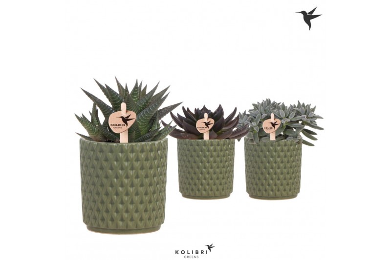 Succulenten mix Kolibri Greens Succulenten mix in Diamond pot green1 p 