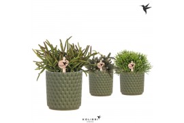Rhipsalis mix Kolibri Greens Rhipsalis mix in Diamond pot green1 pp