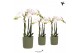 Phalaenopsis multiflora wit Kolibri Orchids Phalaenopsis white 3 spike 