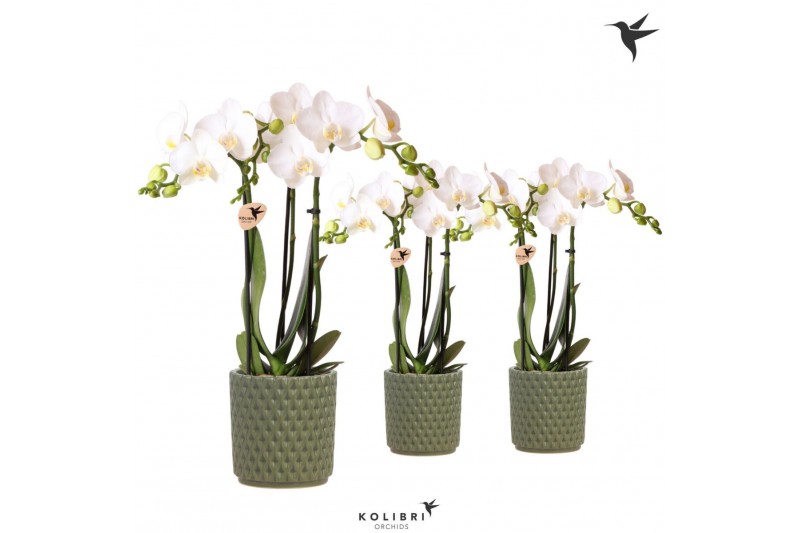 Phalaenopsis multiflora wit Kolibri Orchids Phalaenopsis white 3 spike 