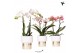 Phalaenopsis mix Kolibri Orchids Phalaenopsis mix 2 spike in Lush pot1 