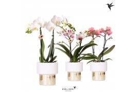 Phalaenopsis mix Kolibri Orchids Phalaenopsis mix 2 spike in Lush pot1