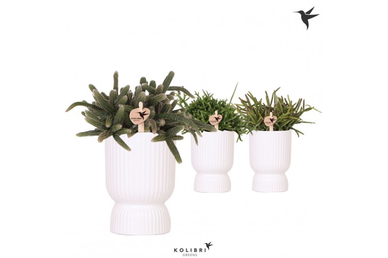 Rhipsalis mix Kolibri Greens Rhipsalis mix in Diabolo pot white1 pp 
