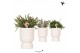 Rhipsalis mix Kolibri Greens Rhipsalis mix in Diabolo pot travertine1  