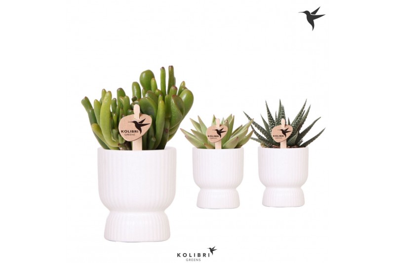 Succulenten mix Kolibri Greens Succulenten mix in Diabolo pot white1 p 