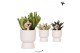 Succulenten mix Kolibri Greens Succulenten mix in Diabolo pot traverti 