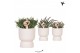 Rhipsalis mix Kolibri Greens Rhipsalis mix in Diabolo pot travertine1  
