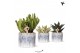 Succulenten mix Kolibri Greens Succulenten mix in Sky pot1 pp 