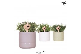 Rhipsalis mix Kolibri Greens Rhipsalis mix in Pastel pot mix1 pp