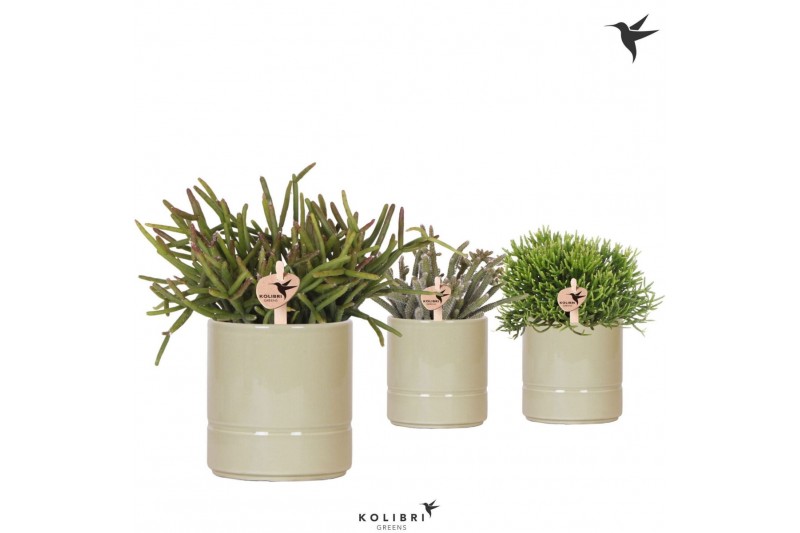 Rhipsalis mix Kolibri Greens Rhipsalis mix in Pastel pot green1 pp 