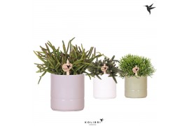 Rhipsalis mix Kolibri Greens Rhipsalis mix in Pastel pot mix1 pp