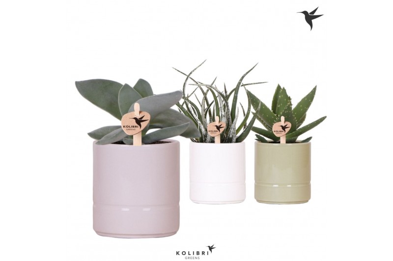 Succulenten mix Kolibri Greens Succulenten mix in Pastel pot mix1 pp 