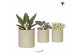 Succulenten mix Kolibri Greens Succulenten mix in Pastel pot green1 pp 