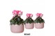 Cyclamen pers. midi indiaka Cyclamen Indiaka salmon in Vintage Bowl po 