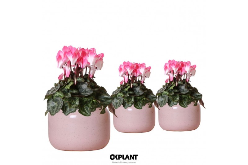 Cyclamen pers. midi indiaka Cyclamen Indiaka salmon in Vintage Bowl po 