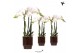 Phalaenopsis multiflora wit Kolibri Orchids Phalaenopsis white 3 spike 