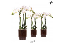 Phalaenopsis multiflora wit Kolibri Orchids Phalaenopsis white 3 spike