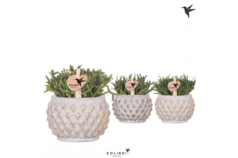 Rhipsalis mix Kolibri Greens Rhipsalis mix in Marrakesh pot gold coppe 