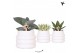 Succulenten mix Kolibri Greens Succulenten mix in Bubble pot white1 pp 
