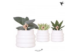 Succulenten mix Kolibri Greens Succulenten mix in Bubble pot white1 pp
