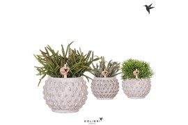 Rhipsalis mix Kolibri Greens Rhipsalis mix in Marrakesh pot gold coppe