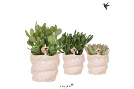 Succulenten mix Kolibri Greens Succulenten mix in Octopus pot1 pp