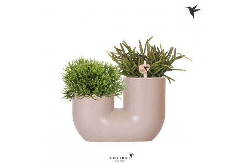 Rhipsalis mix Kolibri Greens Rhipsalis mix in Tube pot sand2 pp 