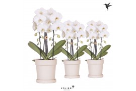 Phalaenopsis elegant cascade Kolibri Orchids Cascade Niagara fall 2 sp