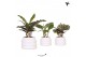 Calathea mix Kolibri Greens Calathea mix in Bubble pot white1 pp 