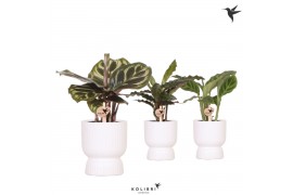 Calathea mix Kolibri Greens Calathea mix in Diabolo pot white1 pp