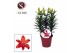 Lilium aziatische matrix Lilium Az Matrix Red 13cm3 tak/plnt 8 bl. 