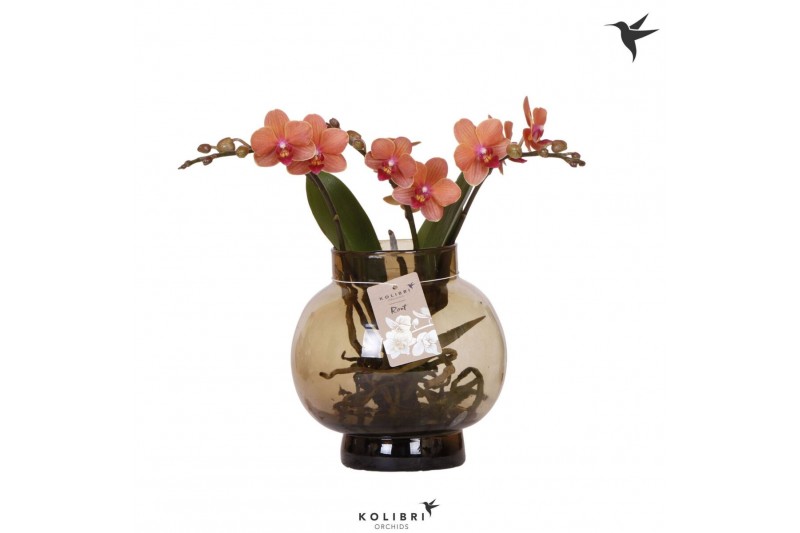 Phalaenopsis oranje Kolibri Orchids Phalaenopsis Roots orange in glas  
