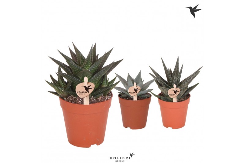 Haworthia mix Kolibri Greens Succulenten Haworthia mix1 pp 