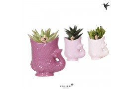 Succulenten mix Kolibri Greens Succulenten mix in Fish pot lila mix1 p