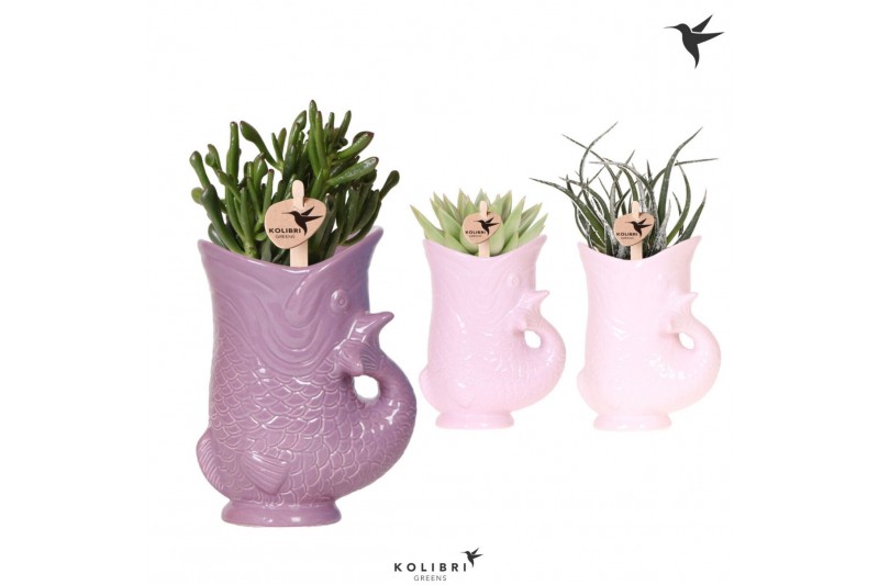 Succulenten mix Kolibri Greens Succulenten mix in Fish pot lila mix1 p 