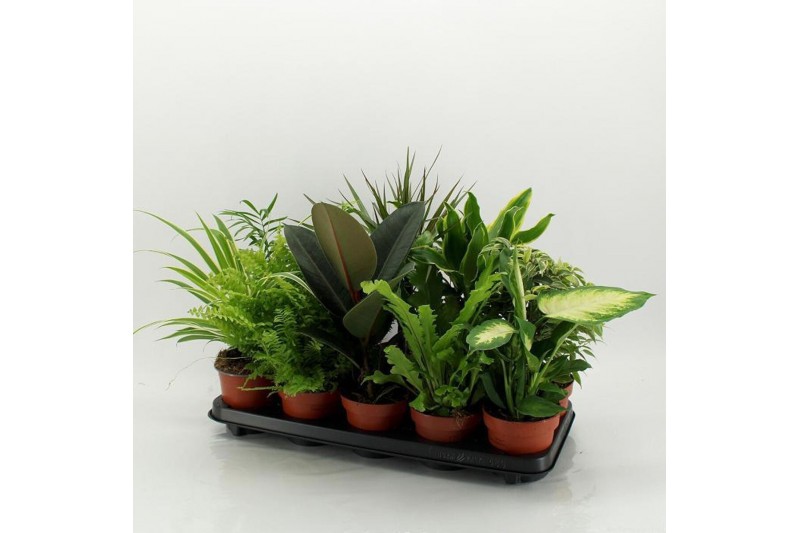 Kamerplanten mix M-10 Mixplanten zonder showdoos 