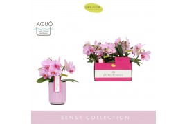 Phalaenopsis multiflora roze Amorosso Merlini in Molise Lilac Aquo 15 