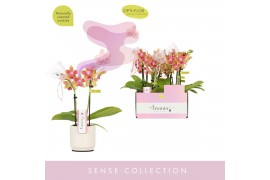 Phalaenopsis multiflora geel Aromio Spring 2 spike in Lazio White 10 b