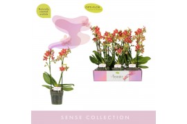 Phalaenopsis multiflora oranje Aromio Tropical 2 spike 20 bl. 2 tak/pl