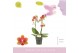 Phalaenopsis multiflora oranje Aromio Tropical 2 spike 20 bl. 2 tak/pl 
