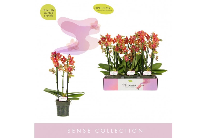 Phalaenopsis multiflora oranje Aromio Tropical 3 spike 25 bl. 3 tak/pl 